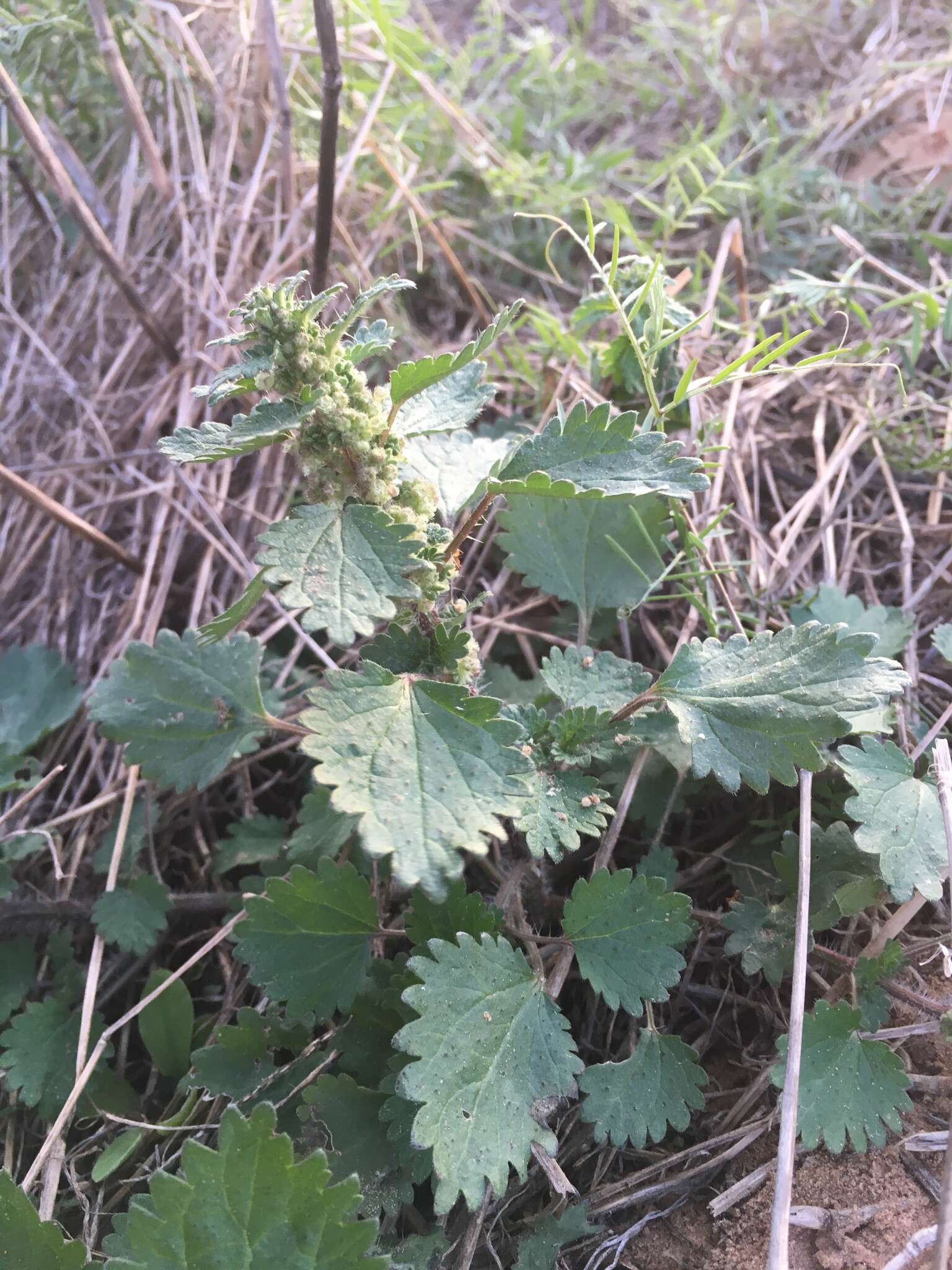 Image of heartleaf nettle