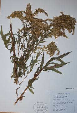 Image of Canada goldenrod