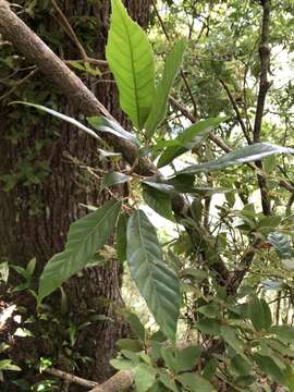 Image of Quercus spinosa subsp. miyabei (Hayata) A. Camus