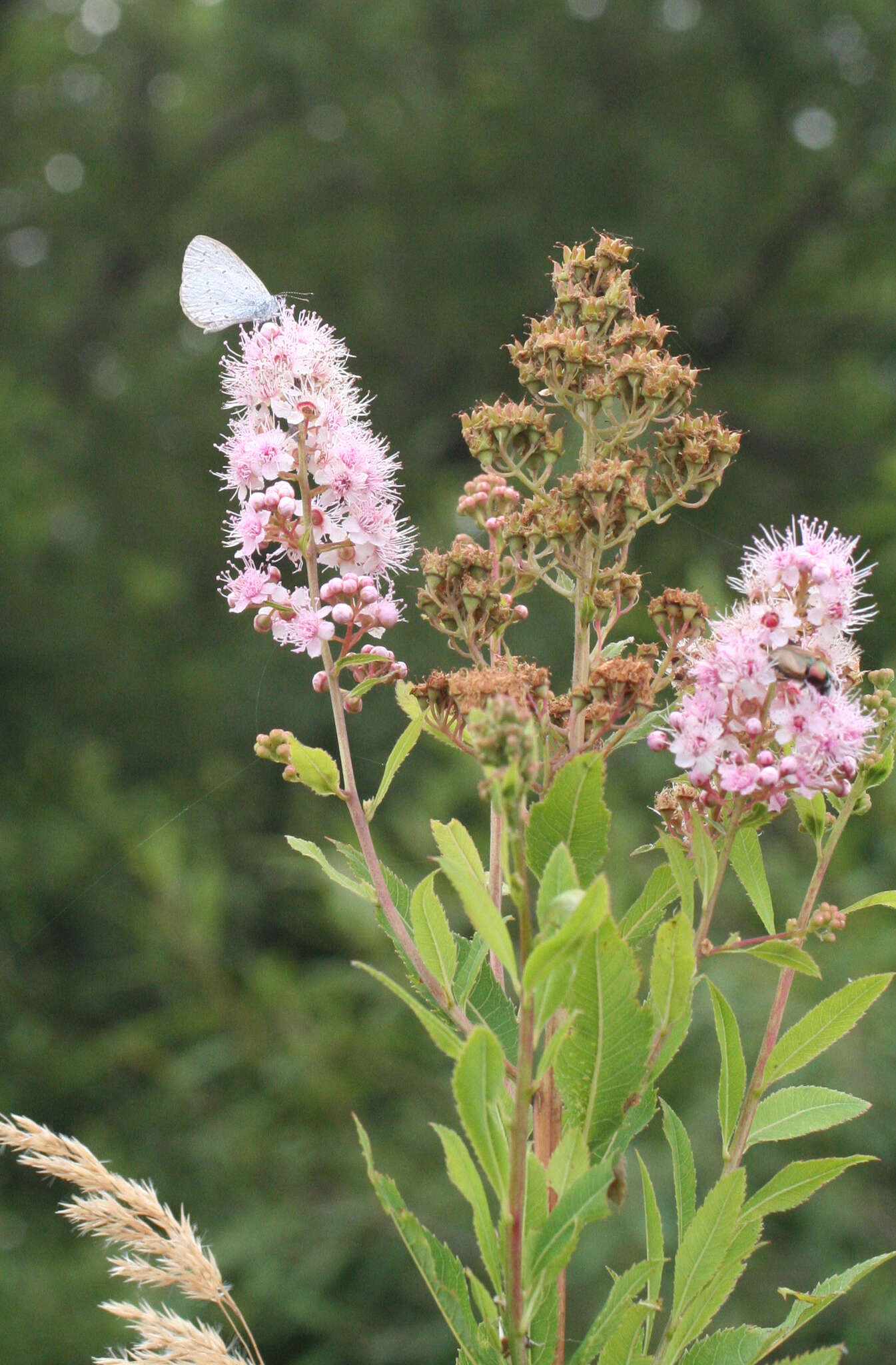 Image of Celastrina argiolus ladonides (De L'Orza 1869)