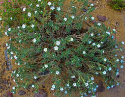 Euploca confertifolia (Torr.) Feuillet & Halse resmi