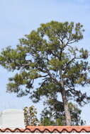 Image of south florida slash pine