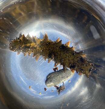 Image of Japanese Spiky Sea Cucumber