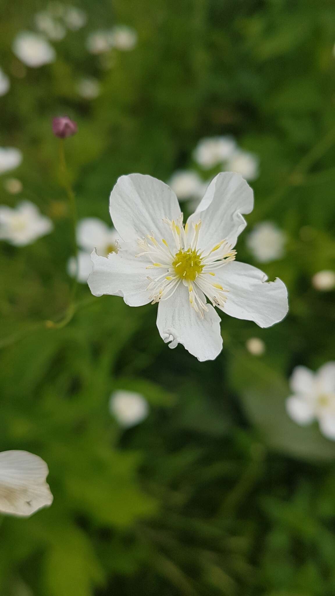 Plancia ëd Ranunculus platanifolius L.