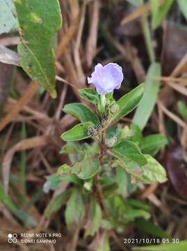 Image of Ruellia bahiensis (Nees) Morong