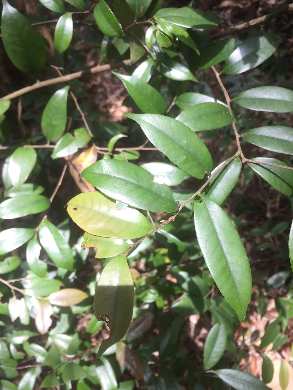 Lithocarpus uraianus (Hayata) Hayata的圖片