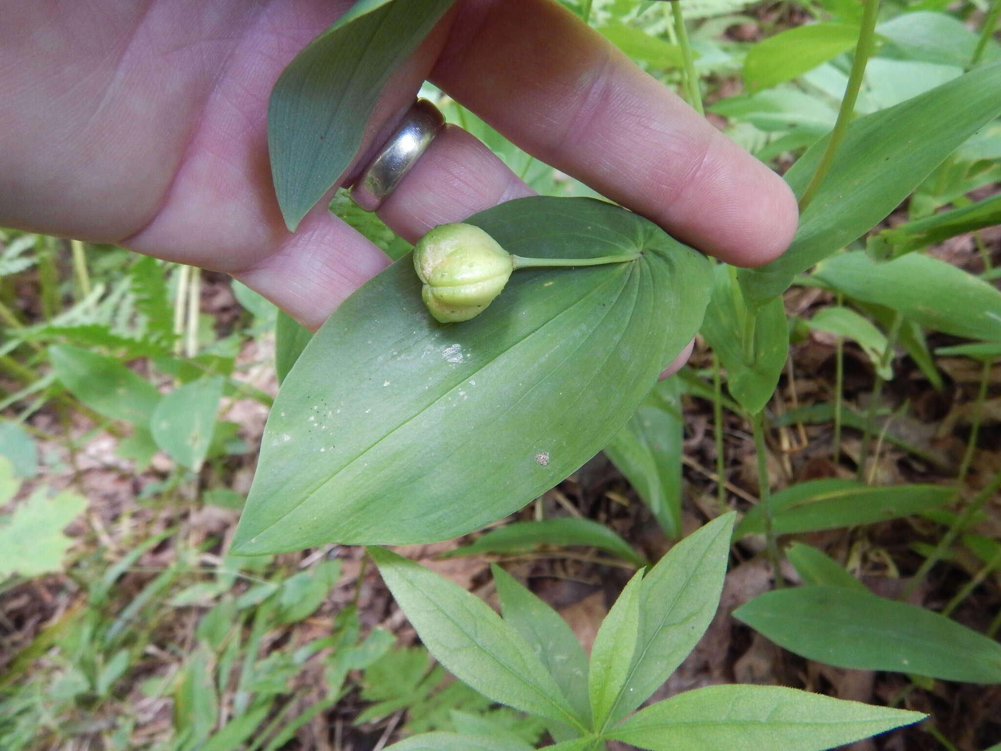 Image of largeflower bellwort