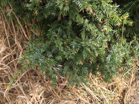 Plancia ëd Juniperus communis var. depressa Pursh