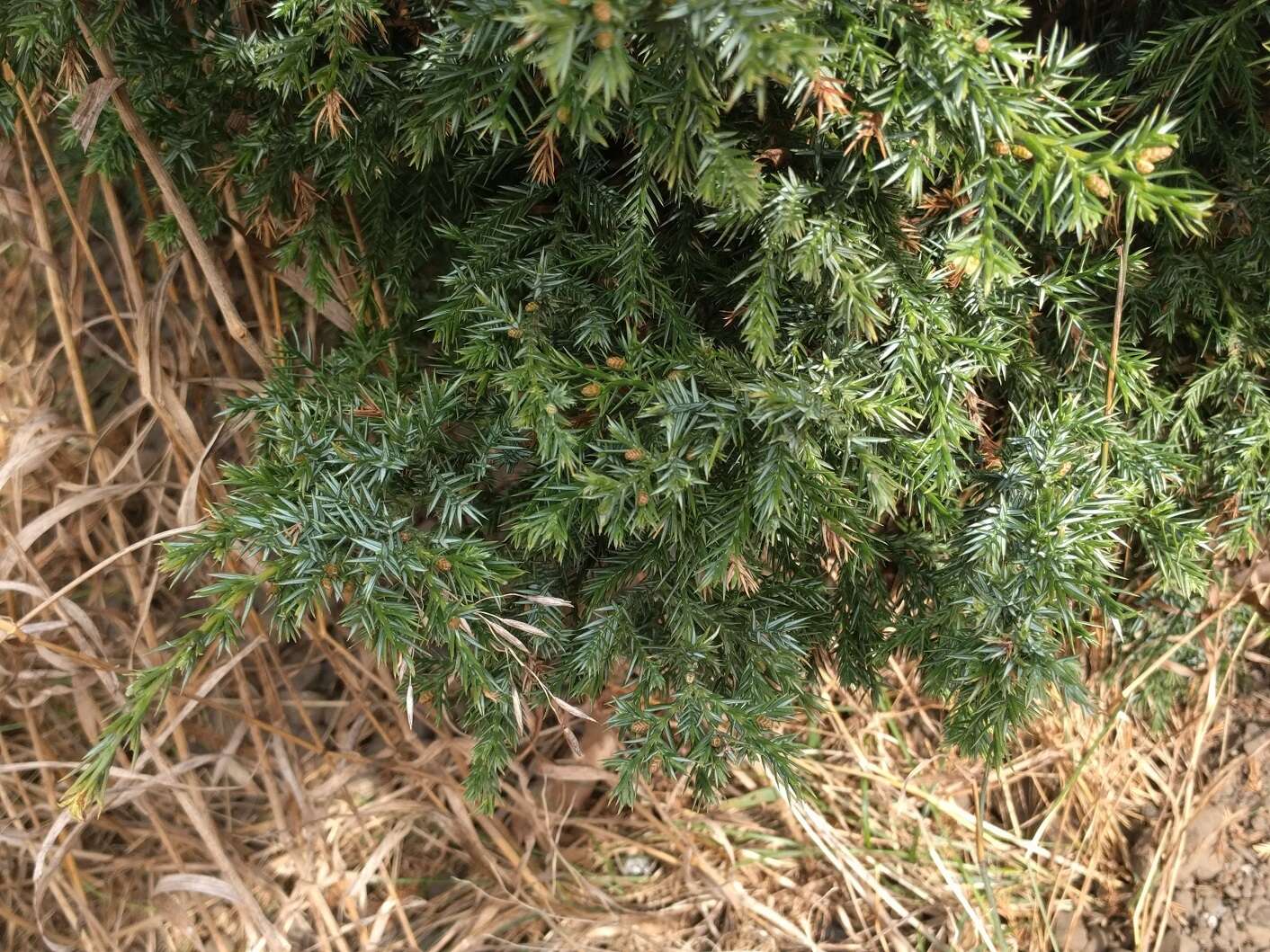 Plancia ëd Juniperus communis var. depressa Pursh