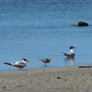 Image of Wandering (Alaskan) Tattler