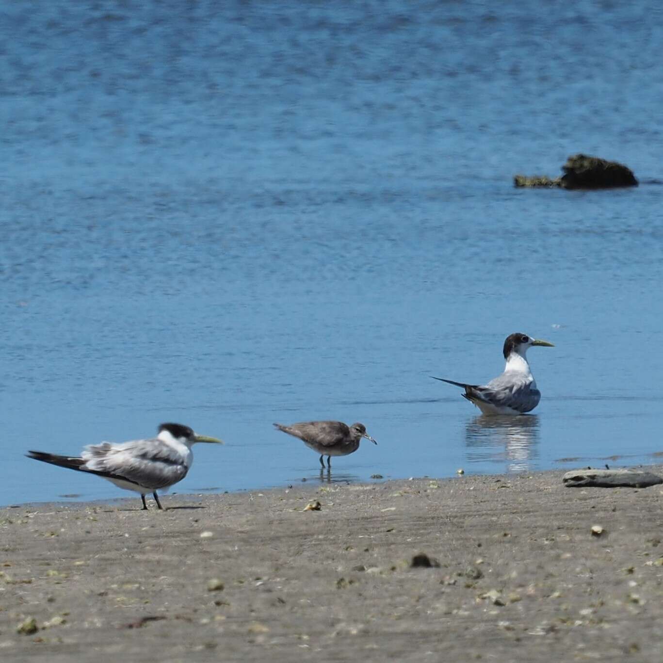 Image of Wandering (Alaskan) Tattler