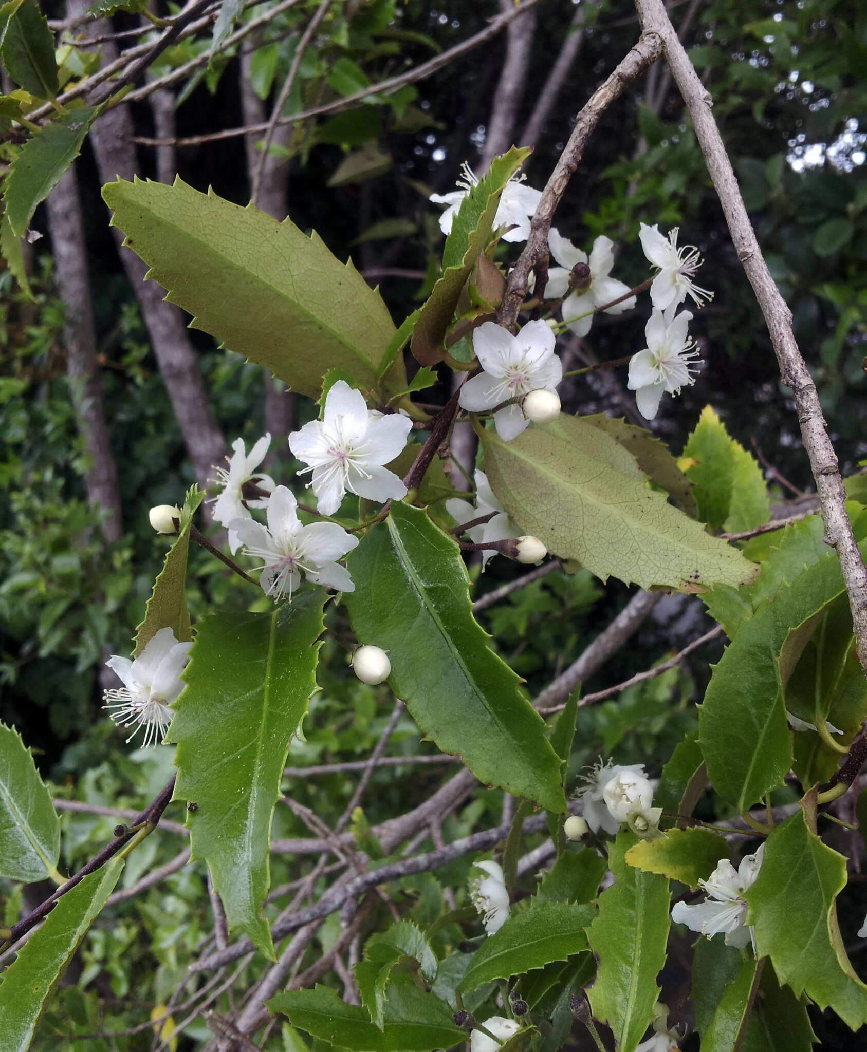 Image of Hoheria sexstylosa var. ovata (Simpson & Thomson) Allan