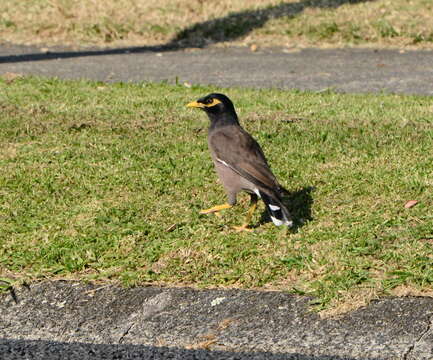 Image of Acridotheres tristis tristis (Linnaeus 1766)