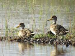 Image of Yellow-billed Pintail