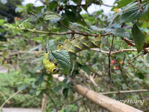 Image of Bee Robber