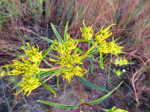 Image of Florida Yellowtops