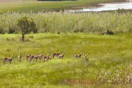 Image de Kobus leche kafuensis Haltenorth 1963