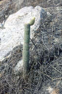 Image of Austrocylindropuntia pachypus (K. Schum.) Backeb.