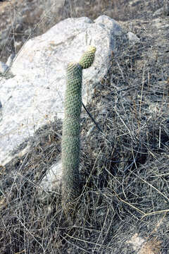 Imagem de Austrocylindropuntia pachypus (K. Schum.) Backeb.