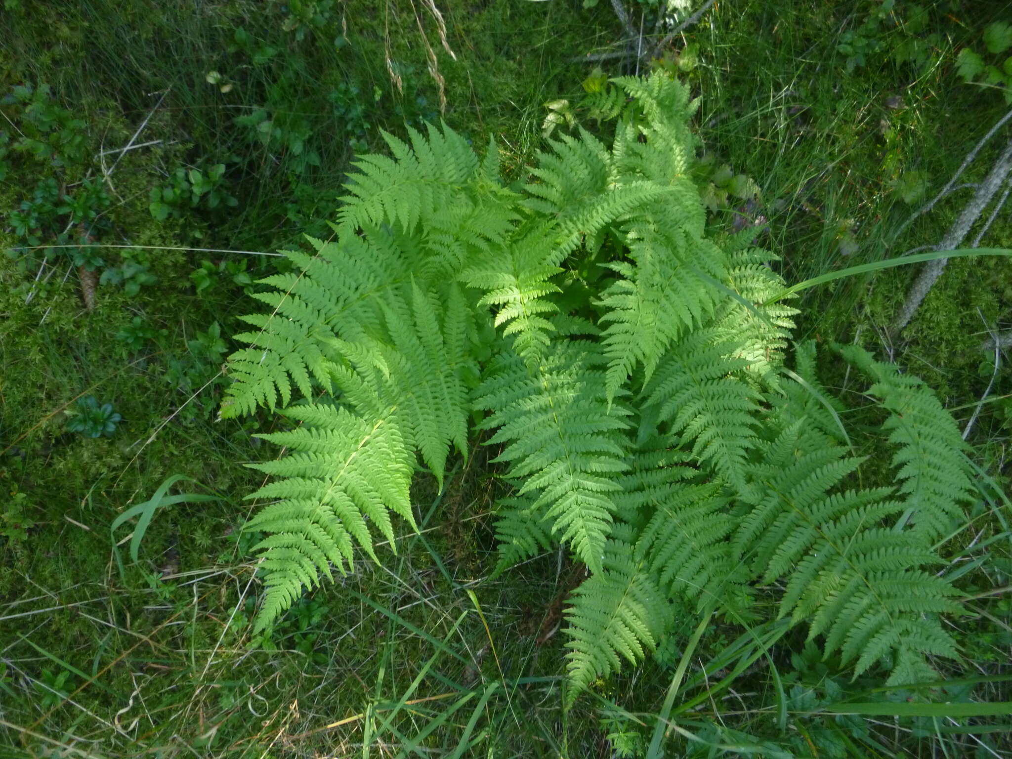 Слика од Oreopteris