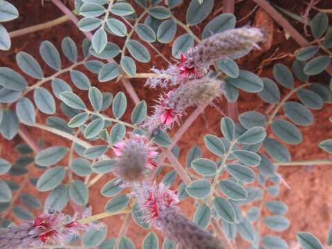 Imagem de Indigofera daleoides var. daleoides