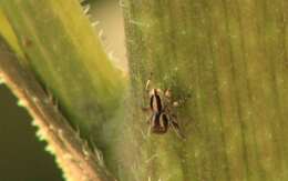 Image of Habronattus conjunctus (Banks 1898)