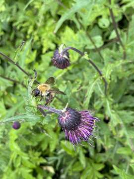 Image of Cirsium schantarense Trautv. & C. A. Mey.