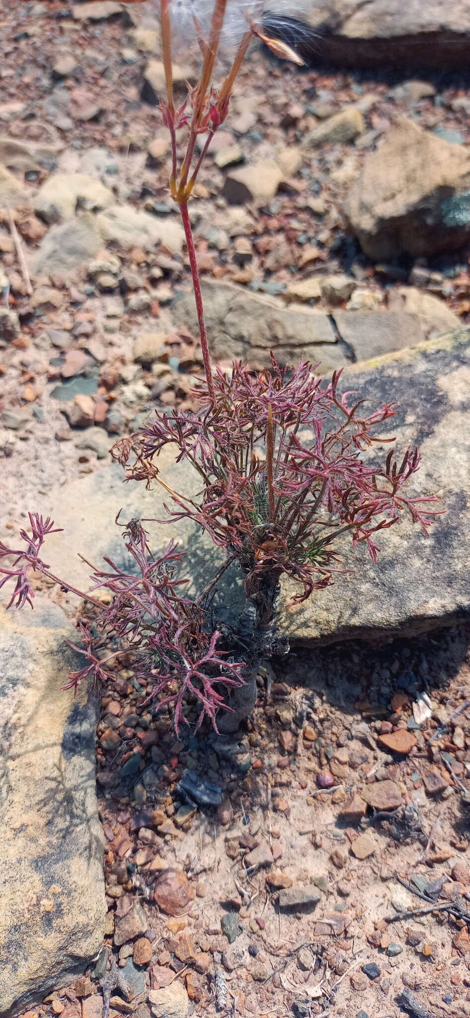 Image of Pelargonium aridum R. A. Dyer