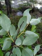 Image of Salix taraikensis Kimura