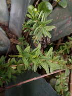 Image of Peperomia ilaloensis Sodiro