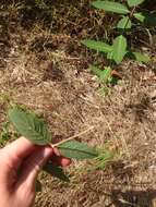 Image of Indian-hemp