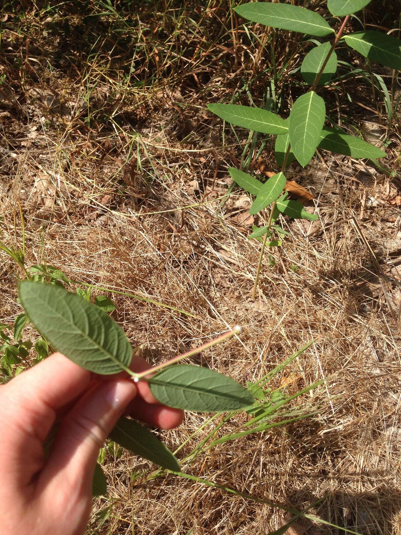 Image of Indian-hemp