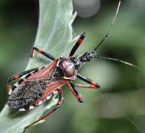 Image de Rhynocoris cuspidatus Ribaut 1922