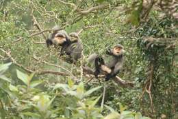 Image of Gray-shanked Douc Langur