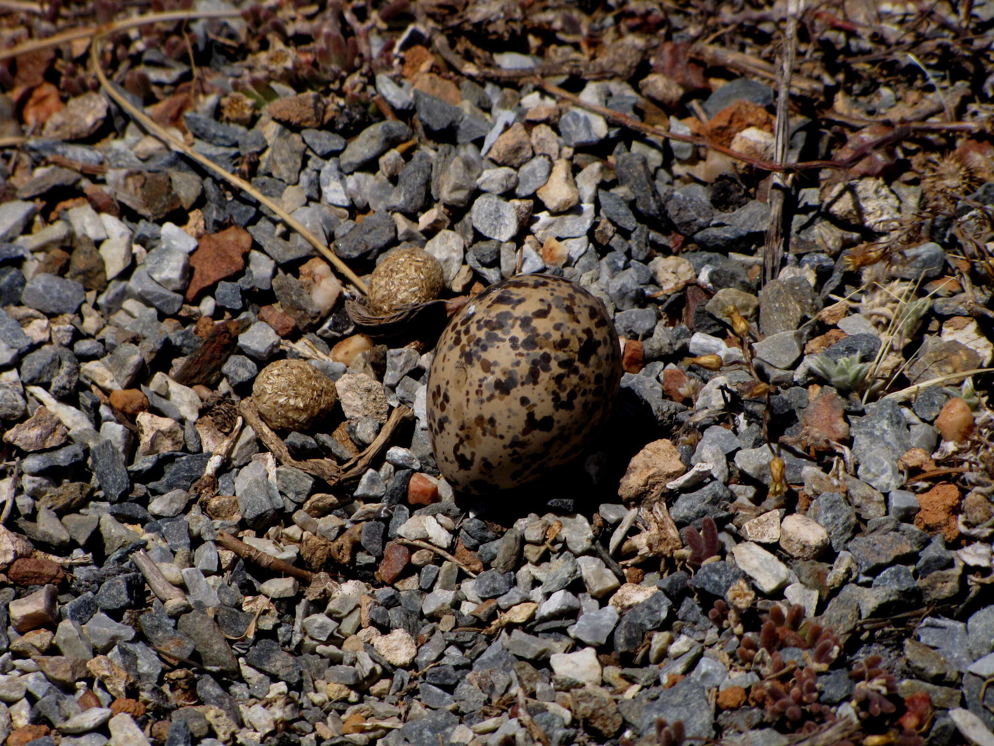 Image of Vanellus coronatus coronatus (Boddaert 1783)