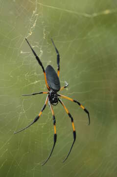 Image of Trichonephila inaurata (Walckenaer 1841)