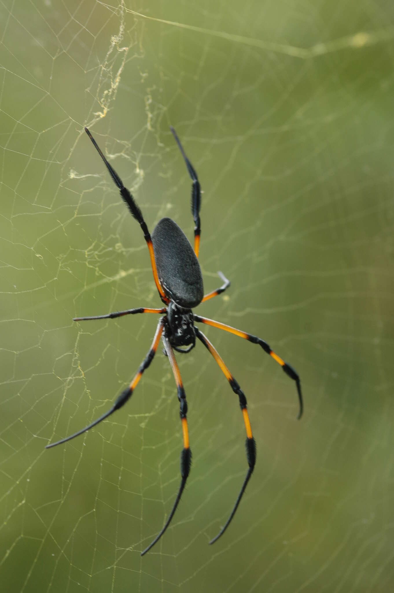 Image of Trichonephila inaurata (Walckenaer 1841)