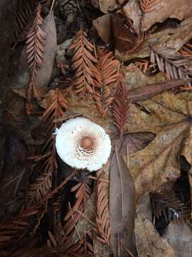 Image of Lepiota rubrotinctoides Murrill 1912