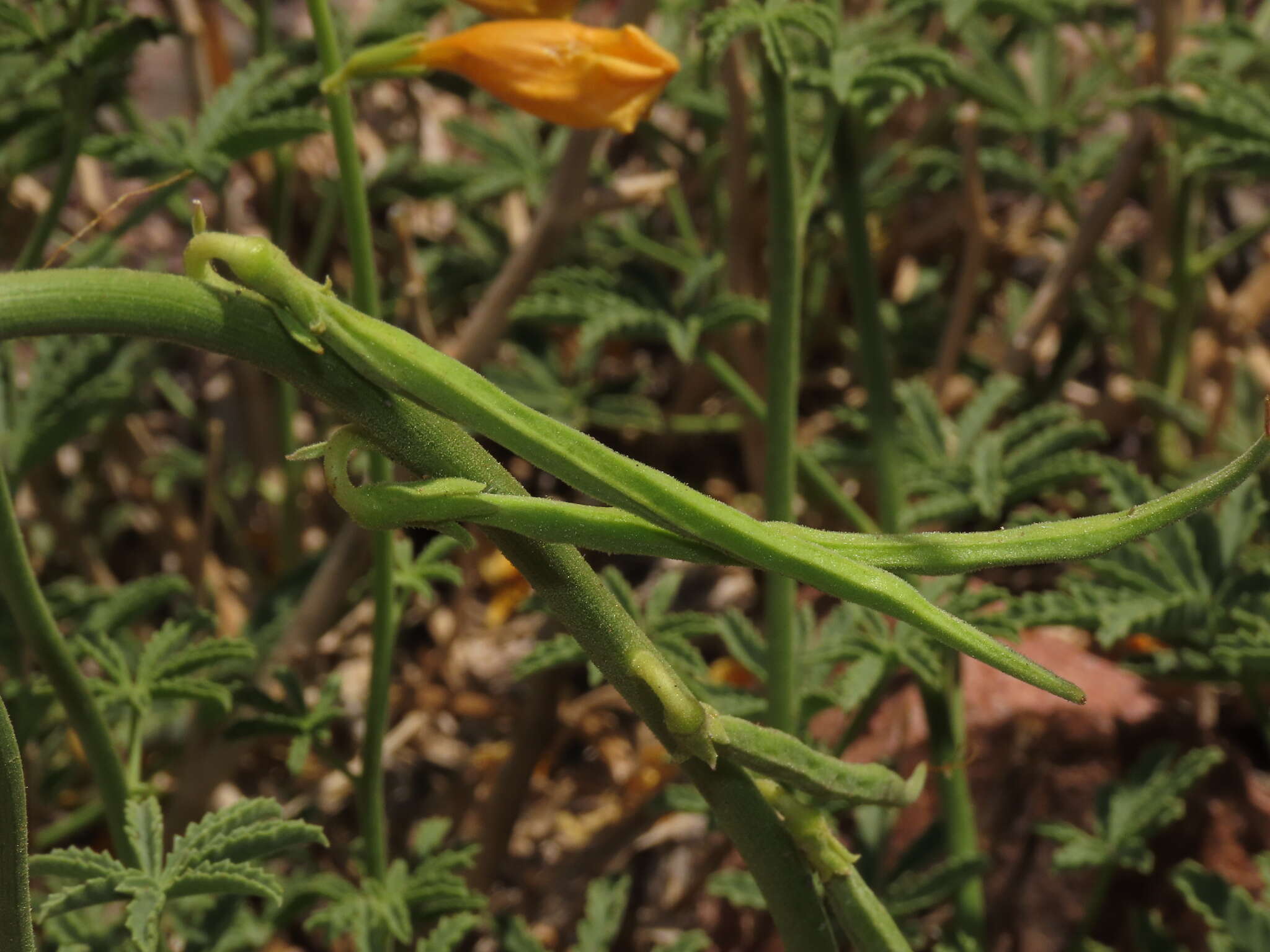 Image of Argylia potentillifolia DC.