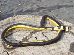 Image of Yellow-bellied sea snake