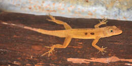 Image of Dominica Anole