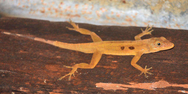 Слика од Anolis oculatus (Cope 1879)