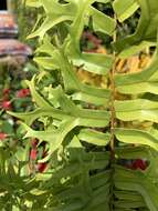 Image of Fish-Tail Sword Fern