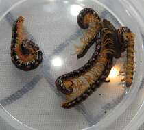 Image of Millipede