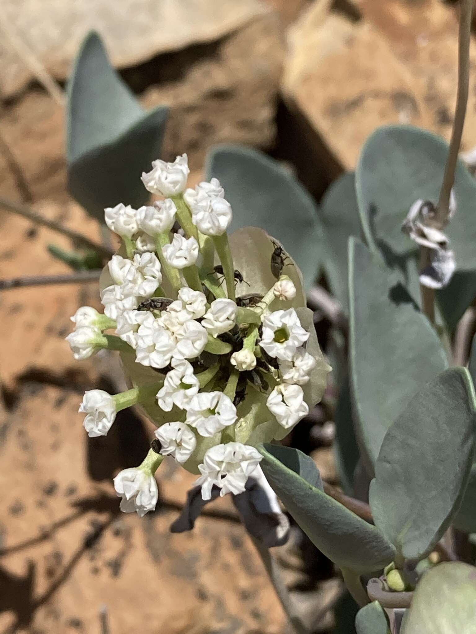 Image of clay sand verbena