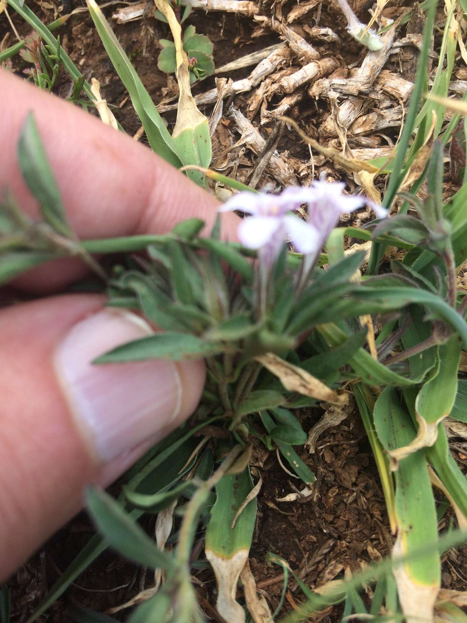 Sivun Dyschoriste decumbens (A. Gray) Kuntze kuva