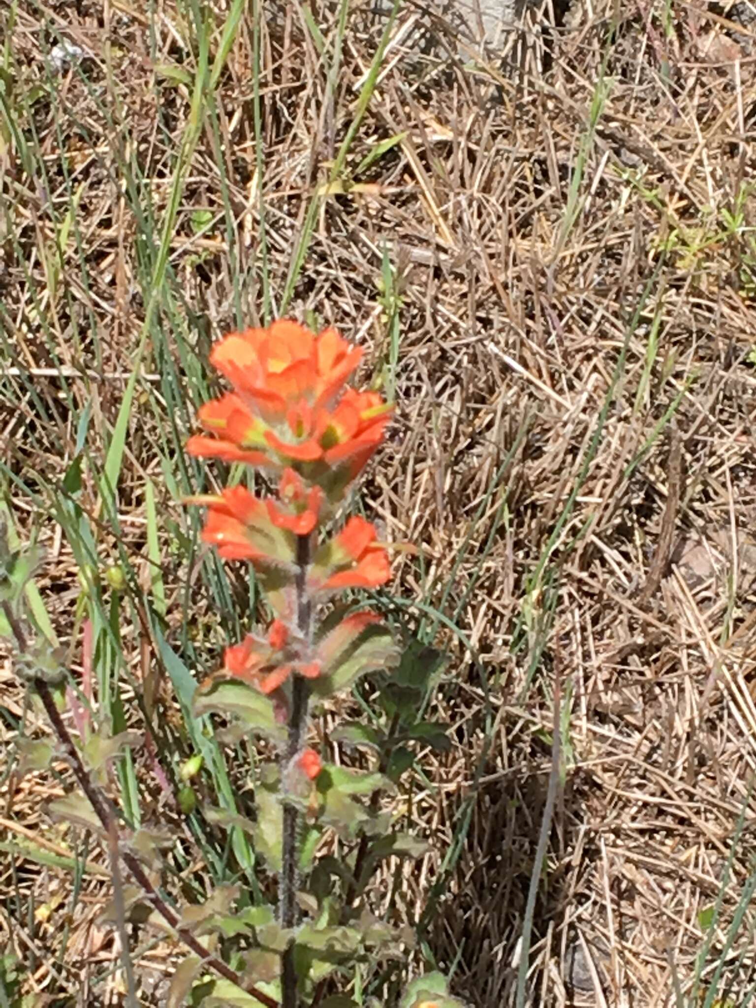 Image of Monterey Indian paintbrush