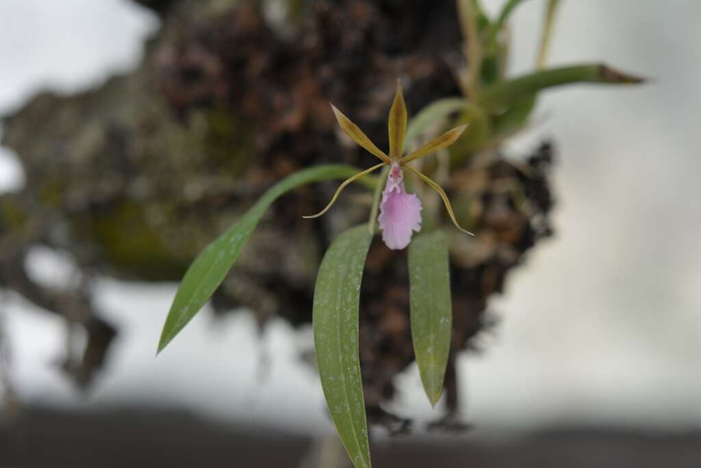 Image of Rhynchostele stellata (Lindl.) Soto Arenas & Salazar