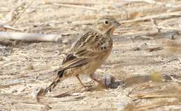 Image of Chestnut-collared Longspur