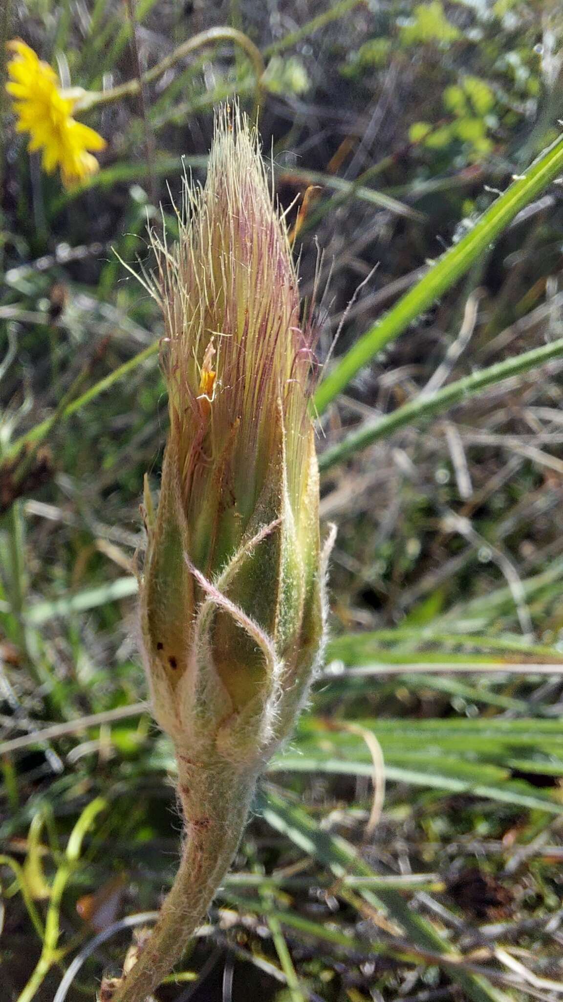 Image of Scorzonera villosa subsp. villosa